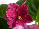 DSCN8026