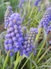 Muscari armeniacum (2012, April 08)