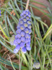 Muscari armeniacum (2012, April 08)