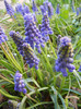 Muscari armeniacum (2012, April 08)