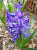 Hyacinth Peter Stuyvesant (2012, Apr.06)