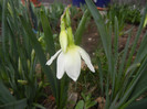 Narcissus Thalia (2012, April 09)