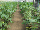 SDC12212