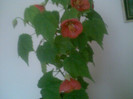abutilon