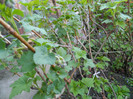 DSCN2186