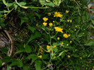 DSCN2221