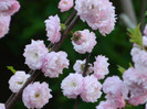 DSCN2232