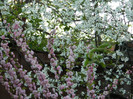 DSCN2267