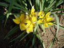 batute de ploaie