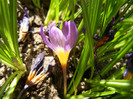 Crocus sieberi Tricolor (2012, April 11)