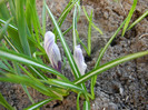 Crocus Pickwick (2012, April 08)