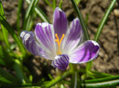 Crocus Pickwick (2012, April 11)