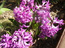 Hyacinth Amethyst (2012, April 11)