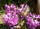 Hyacinth Amethyst (2012, April 11)