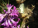 Hyacinth Amethyst (2012, April 11)