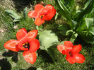 Tulipa Madame Lefeber (2012, April 11)