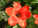 Tulipa Madame Lefeber (2012, April 11)