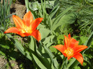 Tulipa Synaeda Orange (2012, April 11)