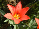 Tulipa Toronto (2012, April 11)