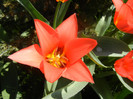 Tulipa Toronto (2012, April 11)