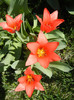 Tulipa Toronto (2012, April 11)