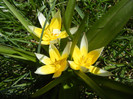 Tulipa Tarda (2012, April 11)