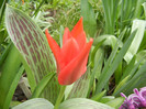 Tulipa Red Riding Hood (2012, April 09)