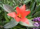 Tulipa Red Riding Hood (2012, April 10)