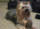 Brutus,  083