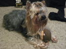 Brutus,  086