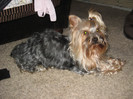Brutus,  097