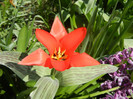Tulipa Red Riding Hood (2012, April 11)