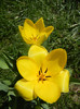 Tulipa Candela (2012, April 11)