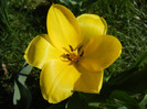 Tulipa Candela (2012, April 11)