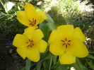 Tulipa Candela (2012, April 11)