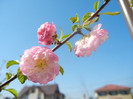 Prunus triloba (2012, April 11)