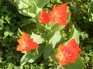 Tulipa Praestans Fusilier (2012, April 10)
