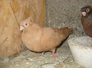 femela 08.04.2012