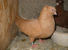 femela 08.04.2012