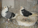 pereche constanteni 11.04.2012