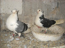 pereche constanteni 11.04.2012