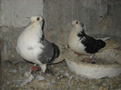 pereche constanteni 11.04.2012