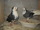 pereche 2 constanteni 11.04.2012