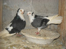 pereche 2 constanteni 11.04.2012