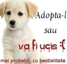 adopta-l sau va fi ucis :(