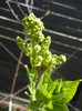 White Lilac Tree (2012, April 04)