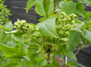 White Lilac Tree (2012, April 09)