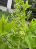 White Lilac Tree (2012, April 09)