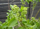 White Lilac Tree (2012, April 09)