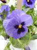 Blue Pansy (2012, April 09)